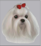 (image for) Maltese (No Background)